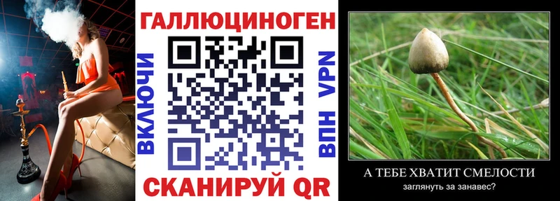 Псилоцибиновые грибы Psilocybine cubensis  Колпашево 
